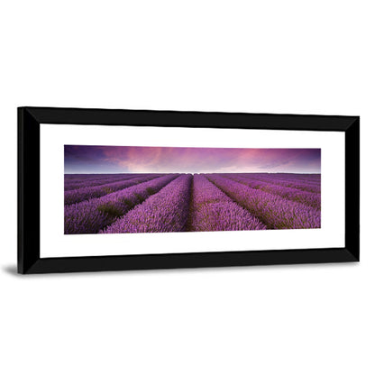 Lavender Field Sunset Wall Art