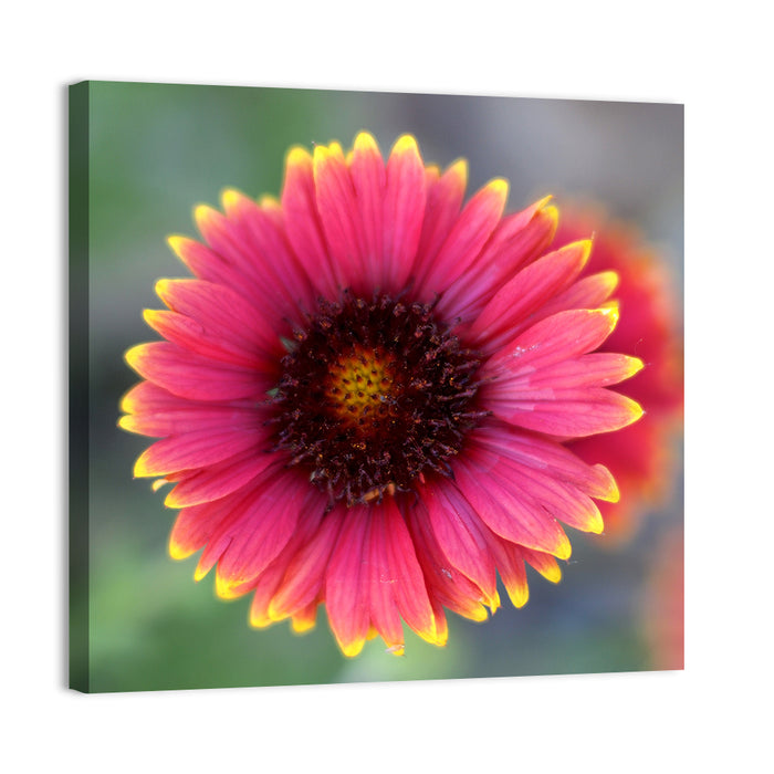 Pink Blossom Close-up Wall Art as a canvas print