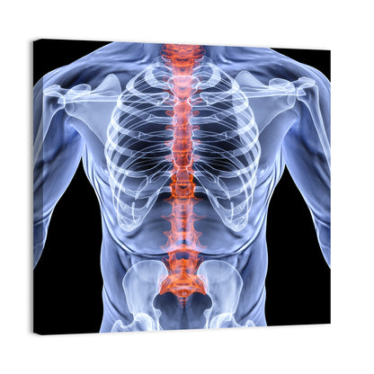 Male Spine X-ray Illustration Wall Art