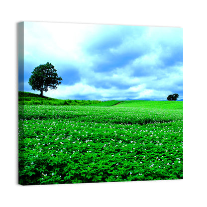 Biei Hill with Lone Tree, Hokkaido Wall Art