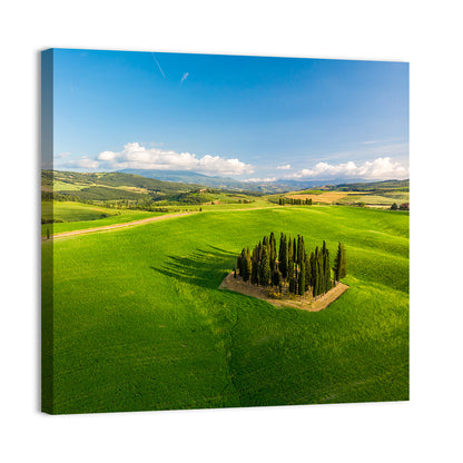 Italian Cypresses on Rolling Hills Wall Art