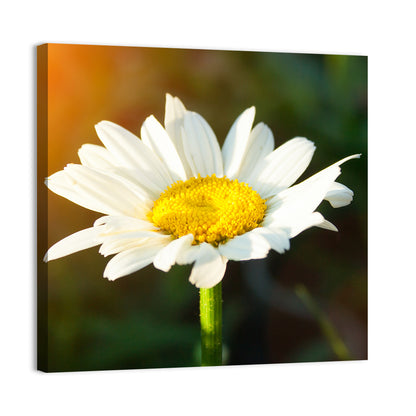 Single Daisy at Sunset Wall Art