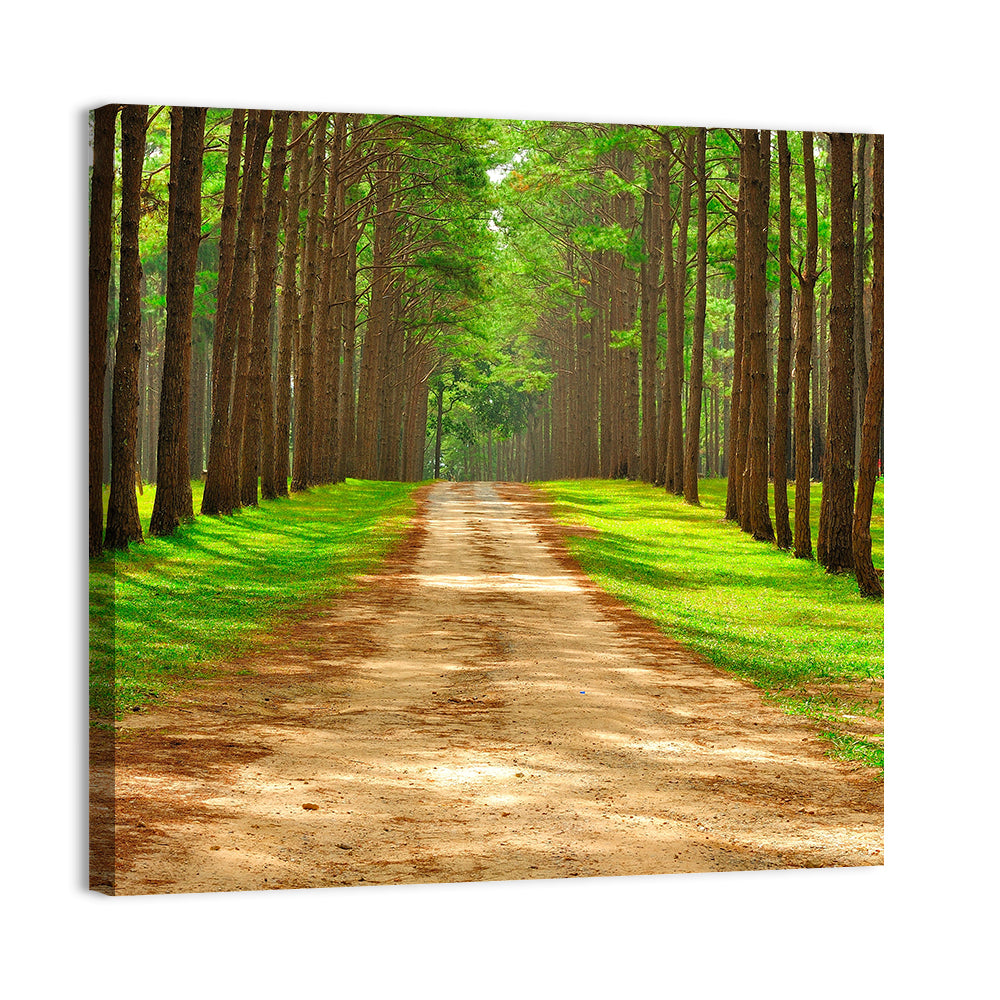 Thailand Pine Forest Path Wall Art