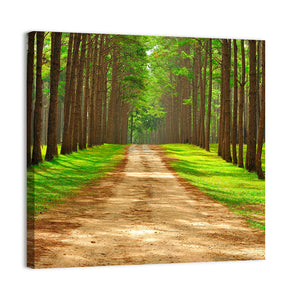 Thailand Pine Forest Wall Art