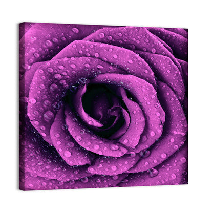 Rain Touched Purple Rose Wall Art
