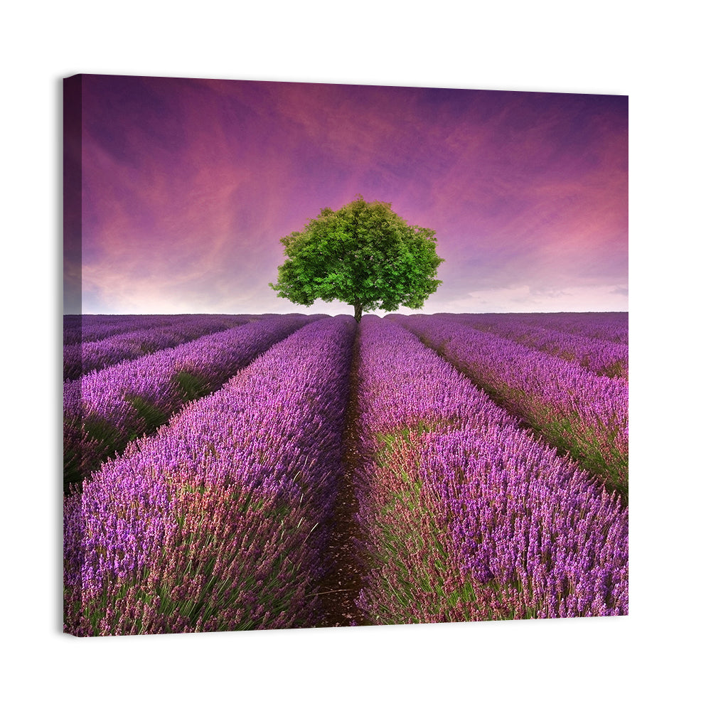 Lavender Field at Sunset Wall Art