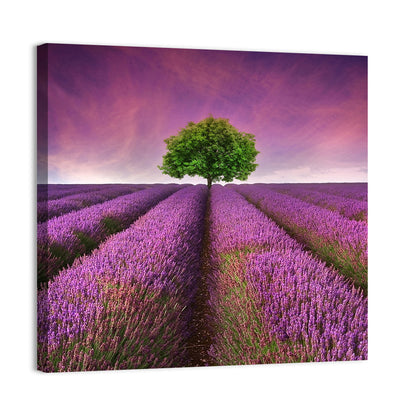 Lavender Field at Sunset Wall Art