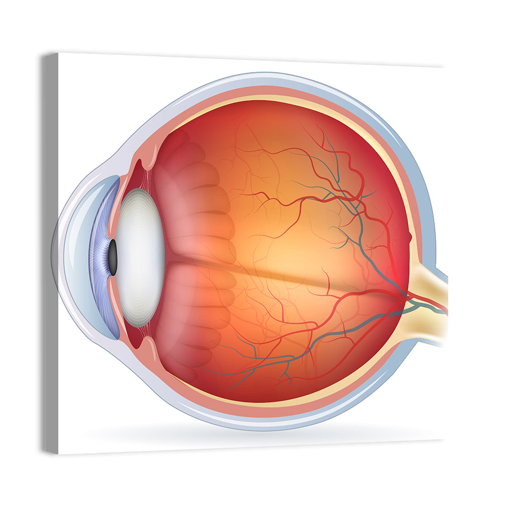 Anatomical Eye Cross-section Wall Art