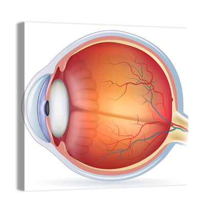 Anatomical Eye Cross-section Wall Art