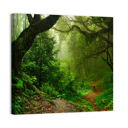 Misty Forest Trail in Nepal Wall Art