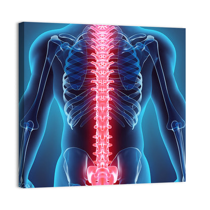 Human Spine Anatomy Illustration Wall Art