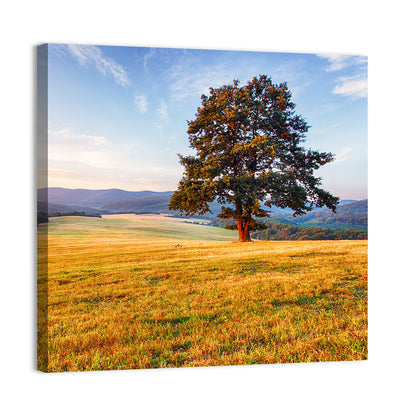 Golden Hour Meadow with Lone Tree Wall Art