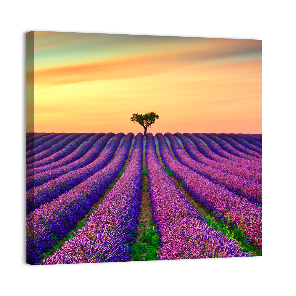 Lavender Field with Solitary Tree Wall Art