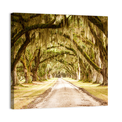 Oak Pathway Under Spanish Moss Wall Art
