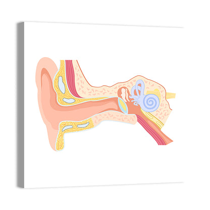 Human Ear Cross-section Diagram Wall Art