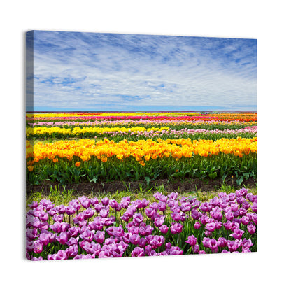 Rows of Colorful Tulip Fields Wall Art