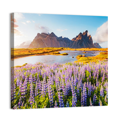 Lupine Fields at Vestrahorn Wall Art