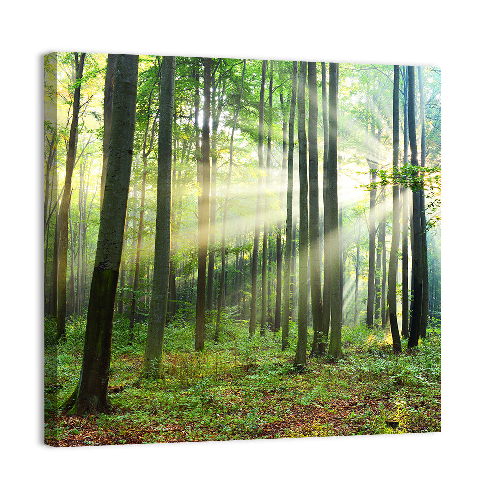 Morning Light in the Forest Wall Art