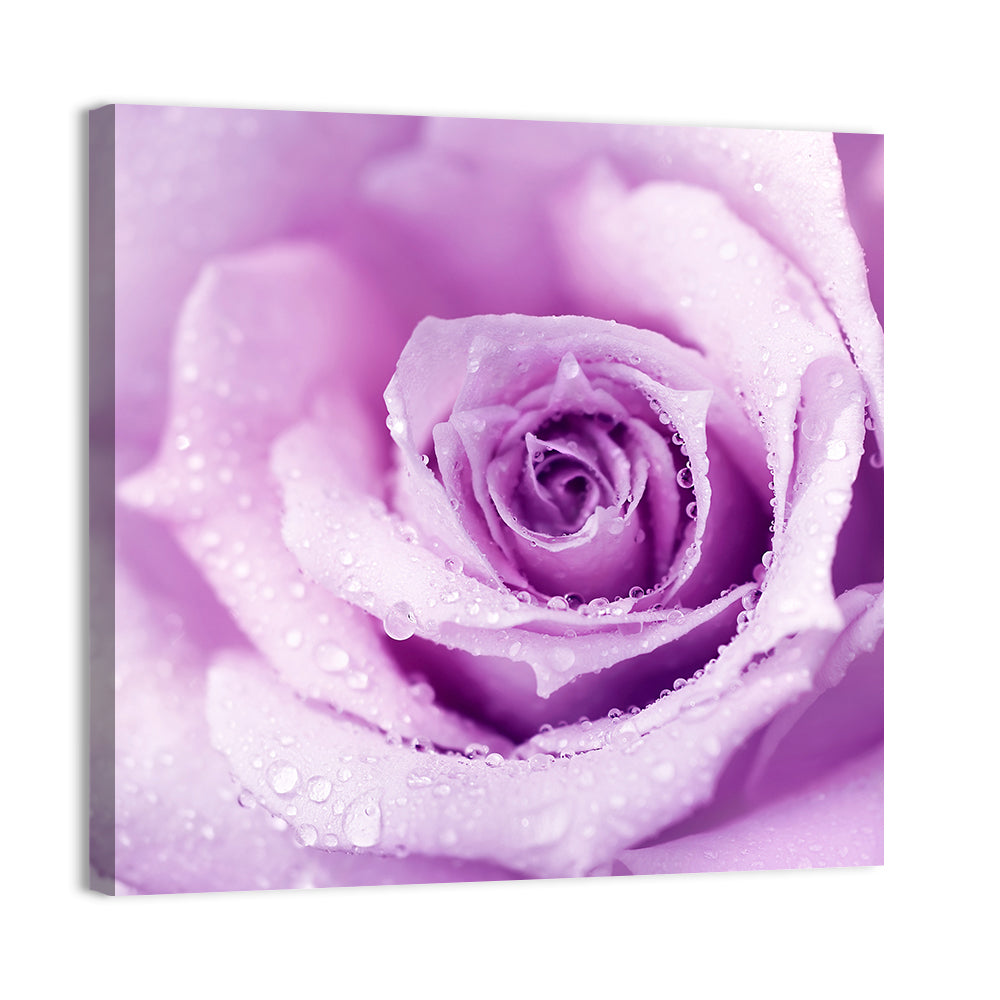 Purple Rose Close-up Wall Art