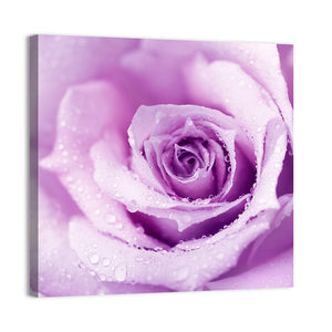 Purple Wet Rose Wall Art