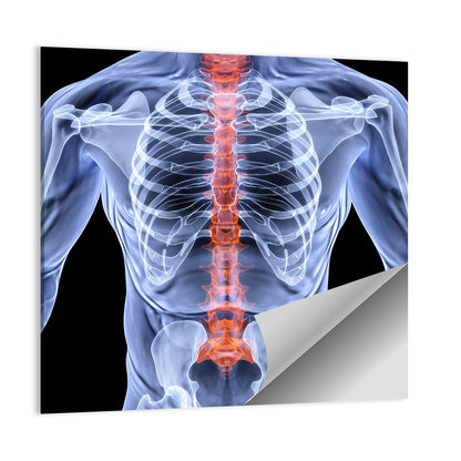 Male Spine X-ray Illustration Wall Art