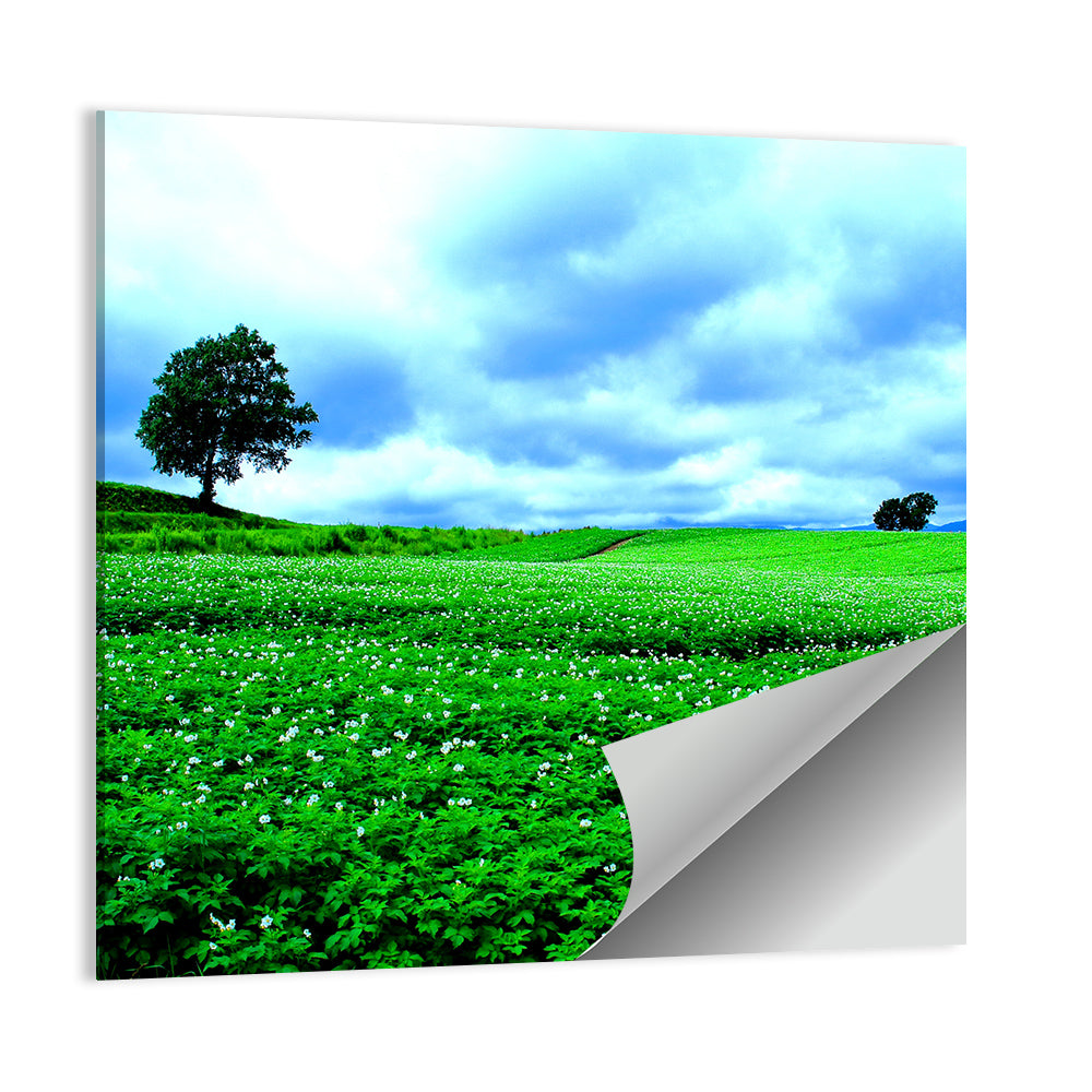 Biei Hill with Lone Tree, Hokkaido Wall Art