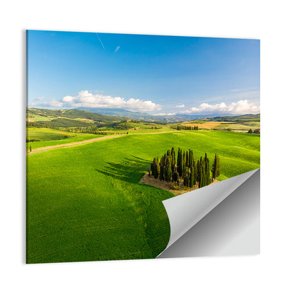 Italian Cypresses on Rolling Hills Wall Art