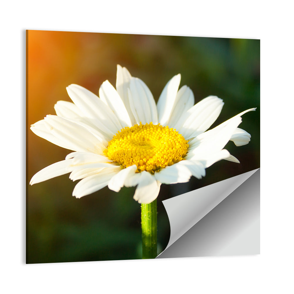 Single Daisy at Sunset Wall Art