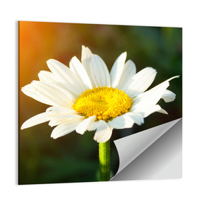 Single Daisy Flower At Sunset Wall Art