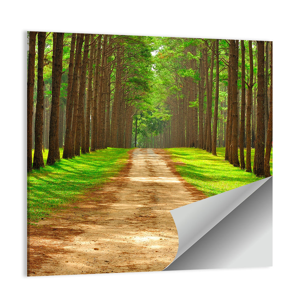 Thailand Pine Forest Path Wall Art