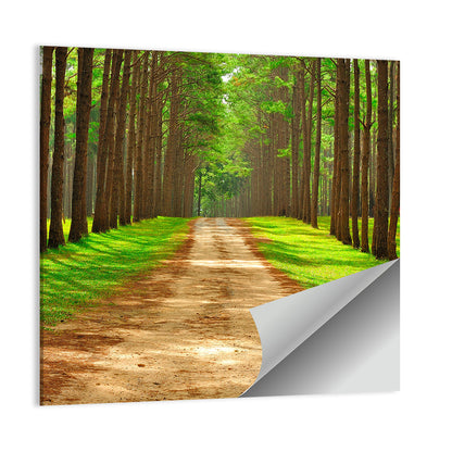 Thailand Pine Forest Path Wall Art