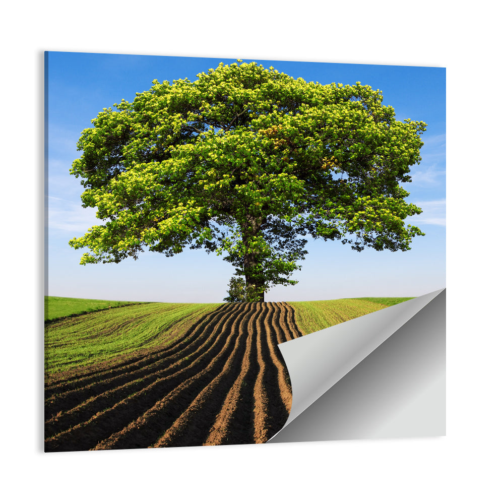 Solitary Tree on Plowed Hill Wall Art