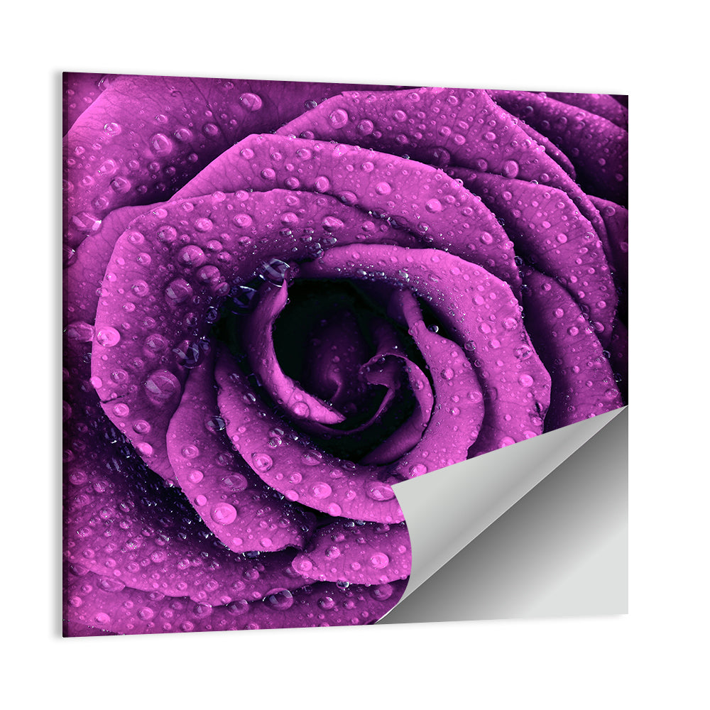 Rain Touched Purple Rose Wall Art