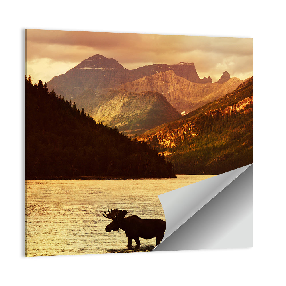 Waterton Lakes Moose at Golden Dusk Wall Art