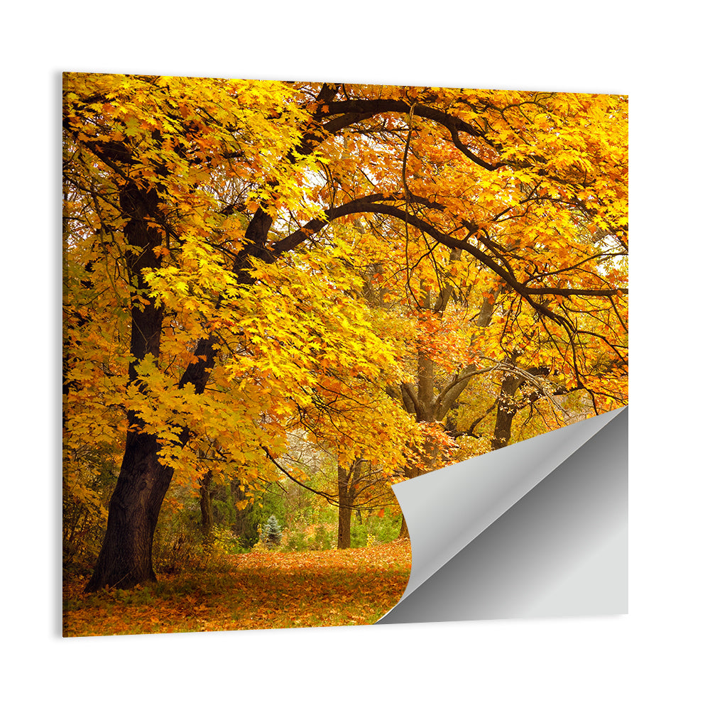 Golden Canopy in Autumn Park Wall Art
