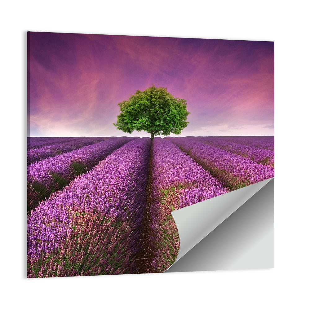 Lavender Field at Sunset Wall Art
