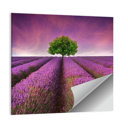 Lavender Field at Sunset Wall Art