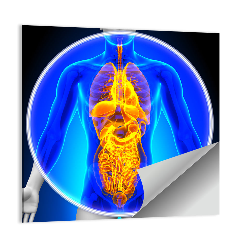 All Organs X-ray Illustration Wall Art