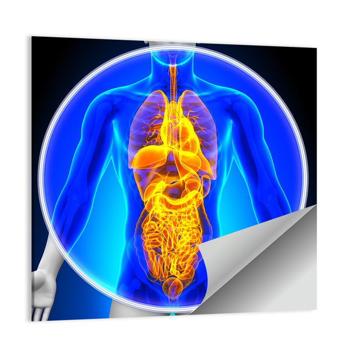 All Organs X-ray Illustration Wall Art as a poster print