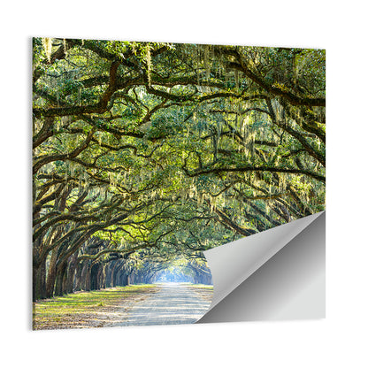 Savannah Oak Tree Pathway Wall Art