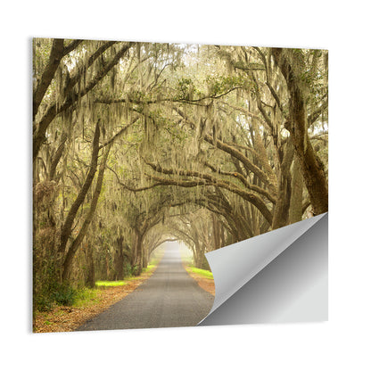 Spanish Moss Country Road Wall Art