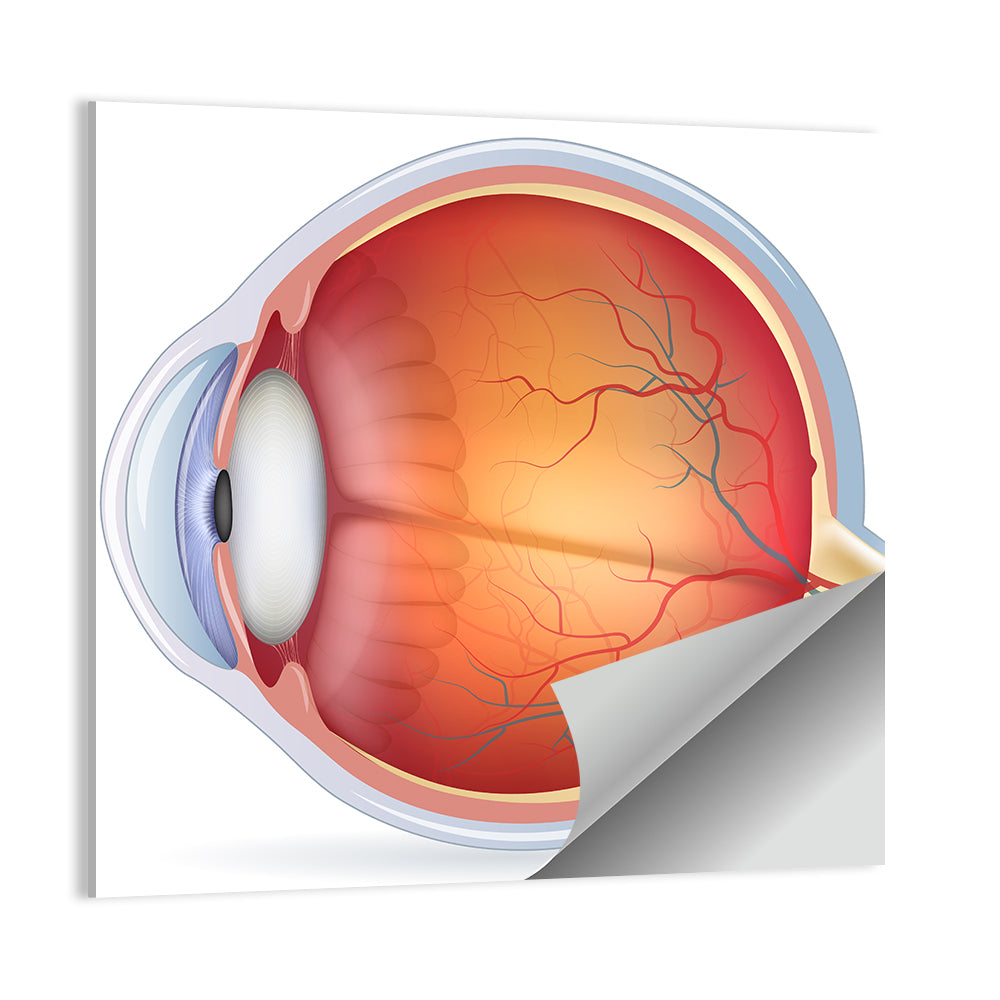 Anatomical Eye Cross-section Wall Art