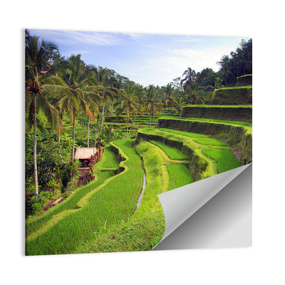 Tegallalang Rice Terraces Wall Art