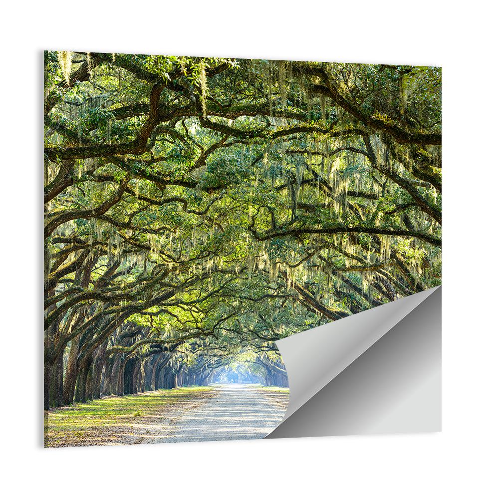 Wormsloe Plantation Oak Tunnel Wall Art