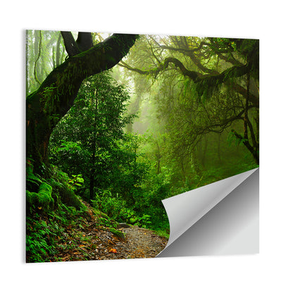 Misty Forest Trail in Nepal Wall Art