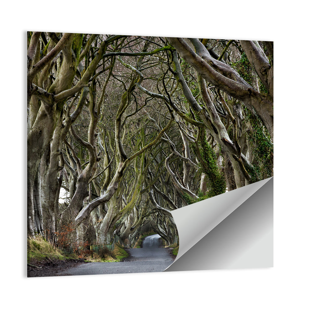 Dark Hedges Tree Tunnel Wall Art