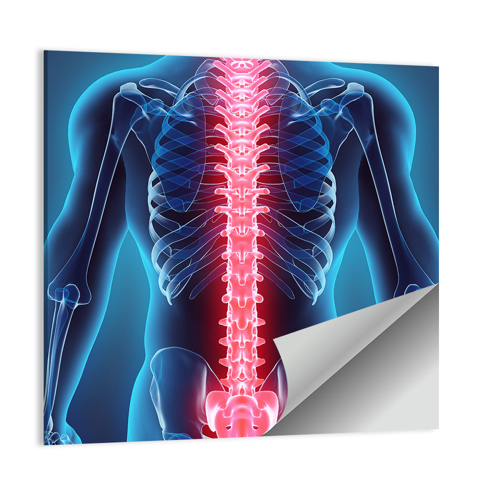 Human Spine Anatomy Illustration Wall Art
