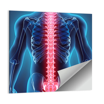 Human Spine Anatomy Illustration Wall Art