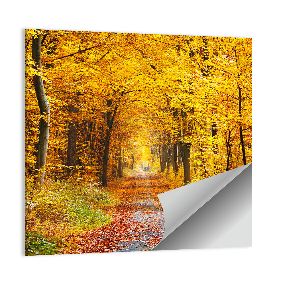 Autumn Forest Path Wall Art
