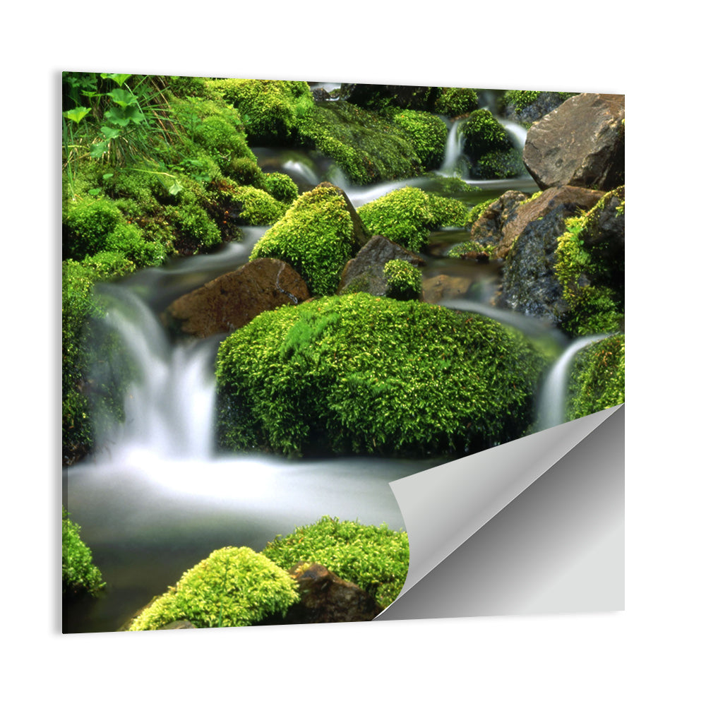 Mossy Mountain Stream Wall Art